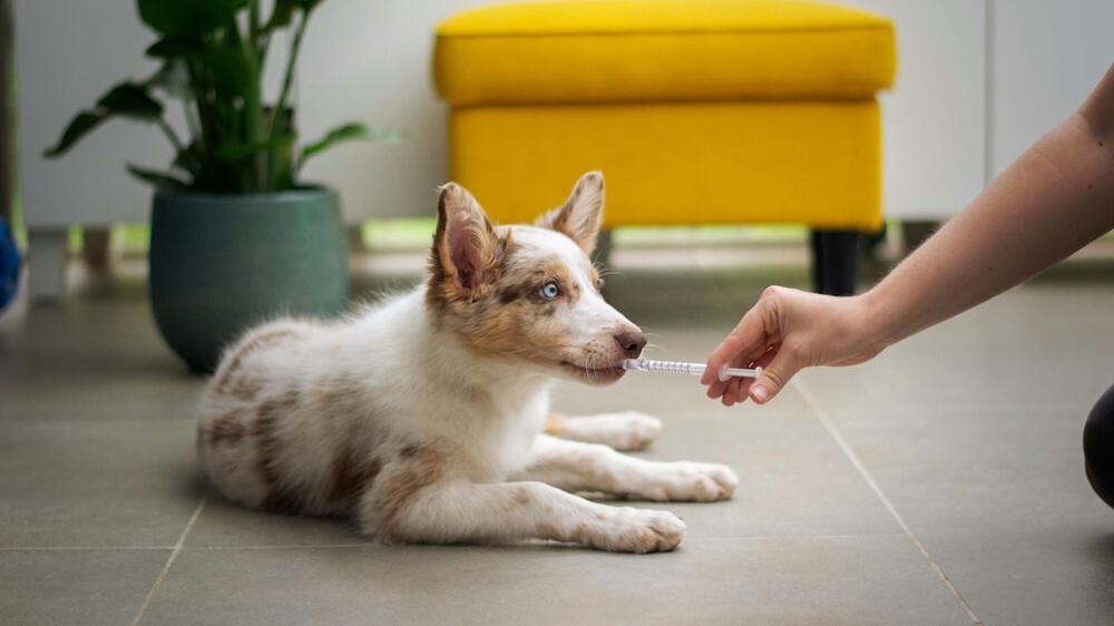 Viele Tierbesitzer verabreichen Flohmittel.