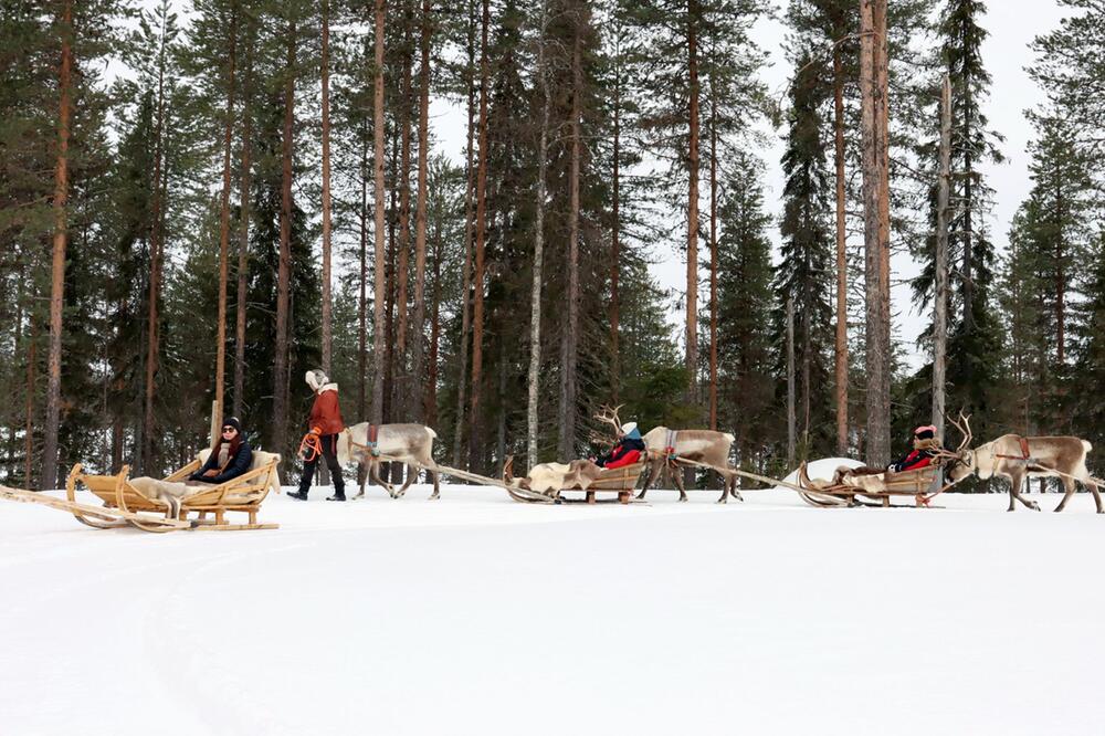 Rentierschlittenfahrt durch den Winterwald