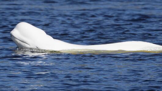 Belugawal schwimmt im Fluss.