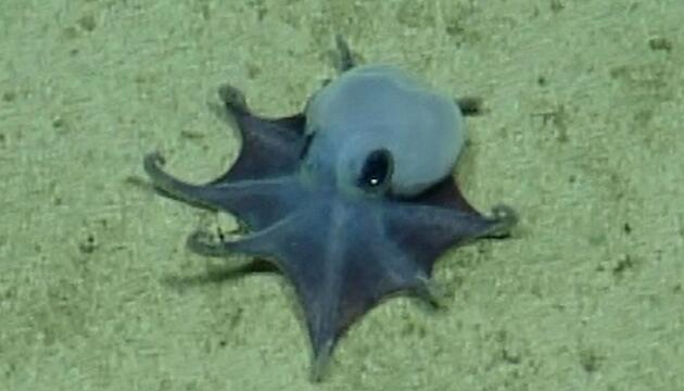 Forscher finden winzige Oktopus-Art vor den Galápagos-Inseln